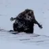 RogueBober