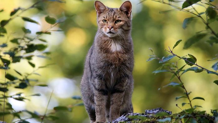 Летом котики выглядят довольно худыми и подтянутыми...