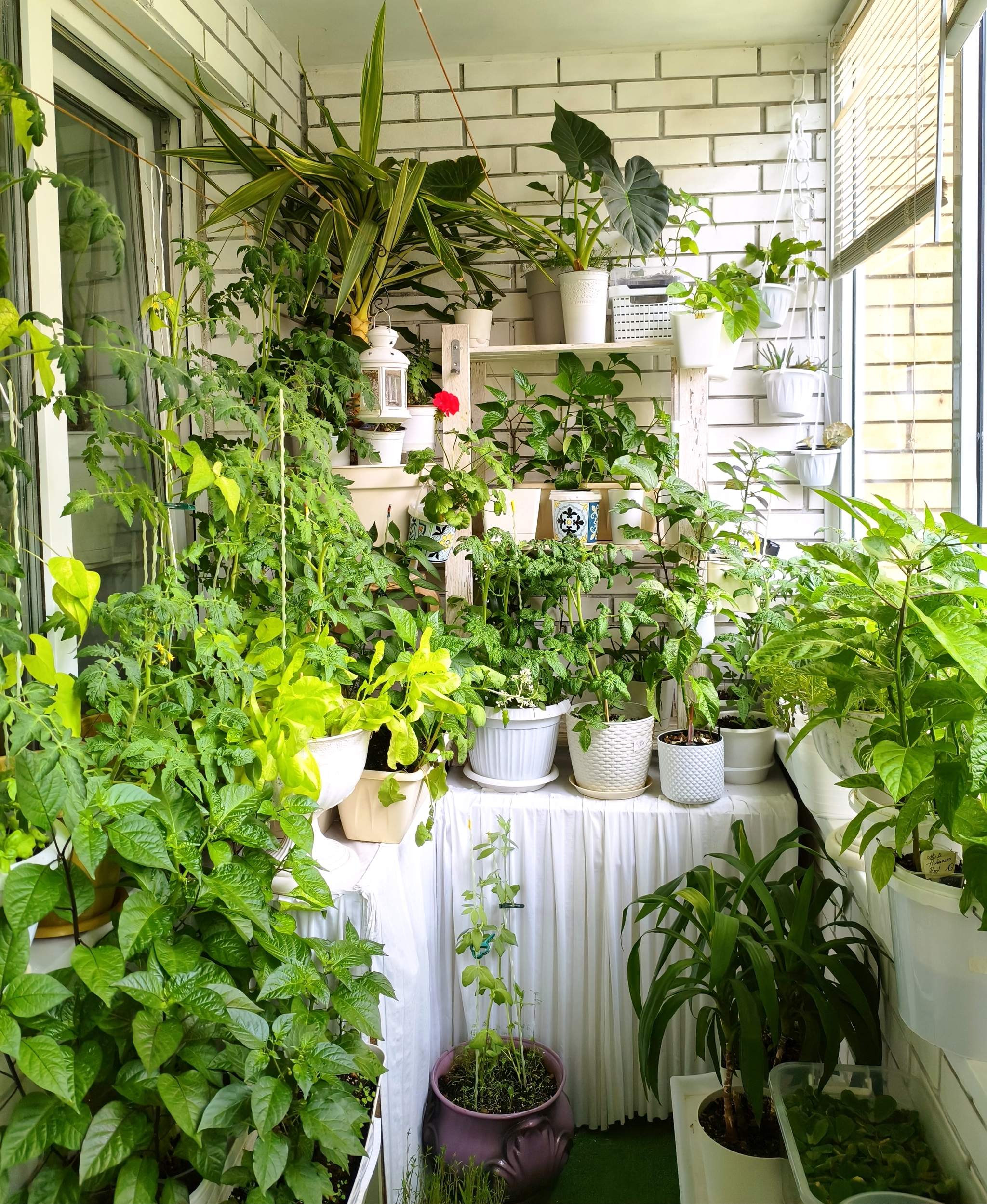Indoor plants from seeds - Series Growing and growing, My, Balcony, Seeds, Palm trees, Balsam, Geranium, Houseplants, Growing, Plant growing, Floriculture, Botany, Longpost
