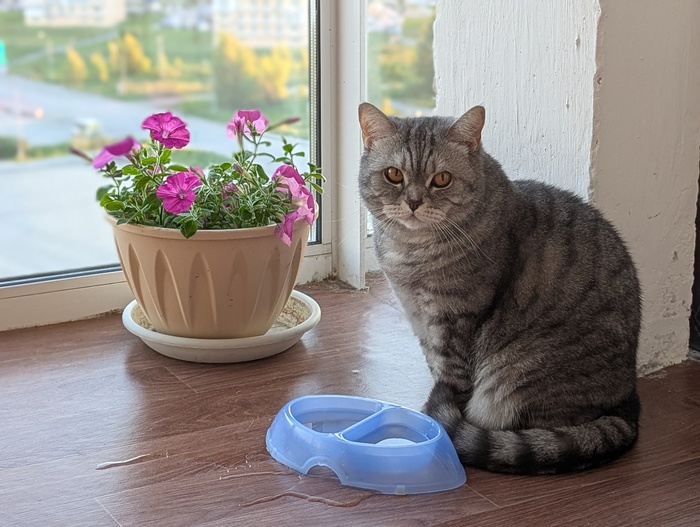 Кошичка разливает воду