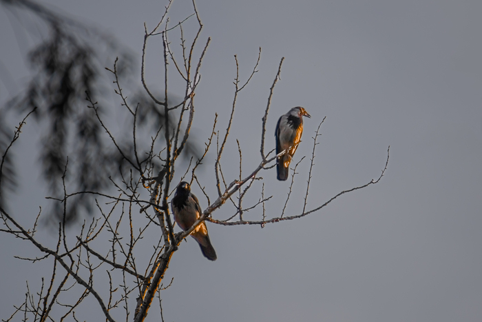Canon 6d m2 + Tamron 150-600