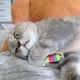 ����� ����� ������ ���� �����������