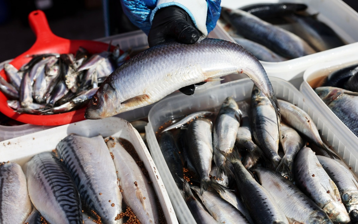 Russia has suspended the supply of fish products from all Armenian enterprises. - Politics, Armenia, Russia, Eurasian Economic Union