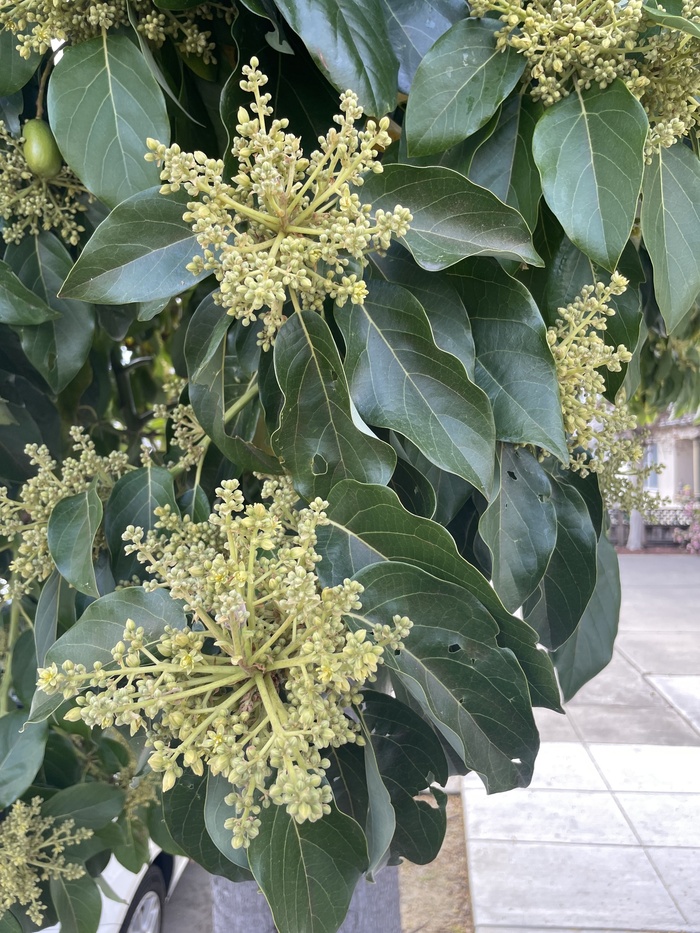 �������� �������. ���� � ����� <!--noindex--><a href="https://pikabu.ru/story/avokado__krasitel_14097531?u=http%3A%2F%2Finaturalist.org&t=inaturalist.org&h=36da29dc9fa38f53878b53b1ea8a2c5941d0e9cc" title="http://inaturalist.org" target="_blank" rel="nofollow noopener">inaturalist.org</a><!--/noindex-->.