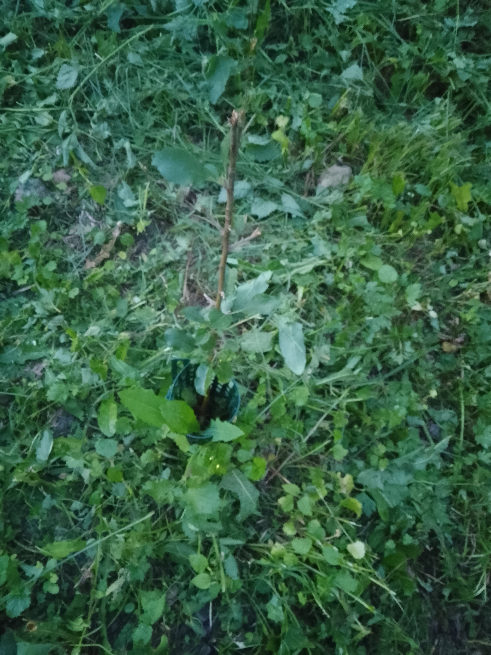 I continue to cultivate greenery under my windows in an apartment building, June - My, Mood, Greenery, Saplings, Courtyard, Beautification, Longpost