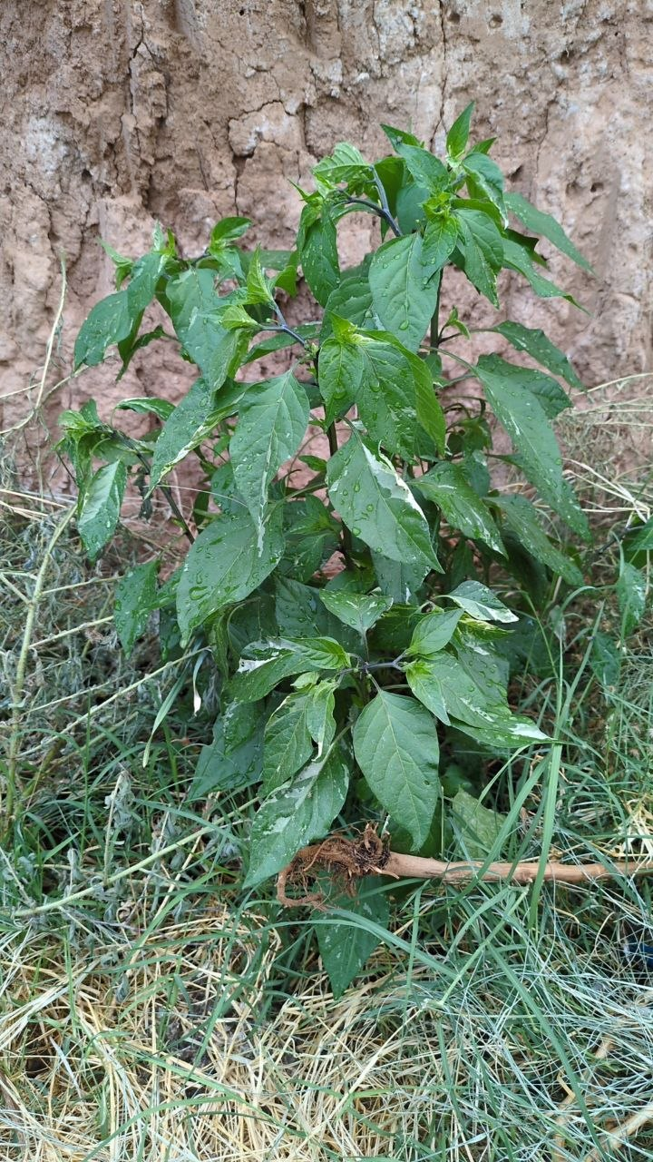 Some variable peppers - My, Garden, Harvest, Longpost