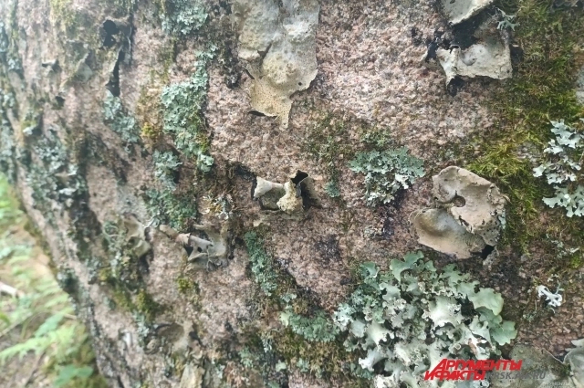 ������� �� ����� �������. ����: <a href="https://pikabu.ru/story/putali_sledyi_aifru_nashel_mesto_silyi_usoltsevyikh__yeto_shok_14099127?u=https%3A%2F%2Fkrsk.aif.ru%2F&t=krsk.aif.ru&h=07f9054803b1c08b960038183a0975edff2972f4" title="https://krsk.aif.ru/" target="_blank" rel="nofollow noopener">krsk.aif.ru</a>/ ������� �����������