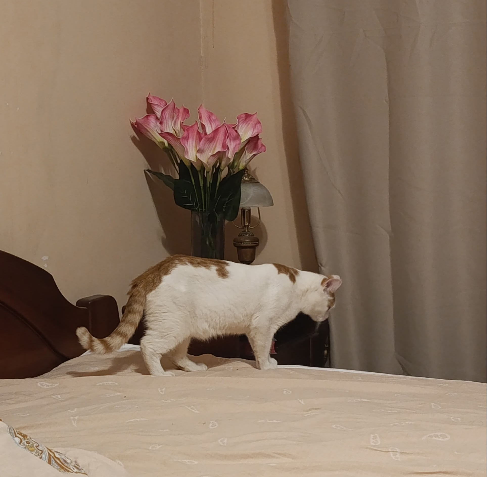 8 kittens have gone home in the last two weeks! - Series Found a home, My, Moscow, Good league, cat, In good hands, Murkosh shelter, Kittens, Paws, Cat lovers, Kindness, Pets, Short videos, Vertical video, Found a home, The photo, Helping animals, Events, Happiness, Miracle, I share my joy, Video, Longpost