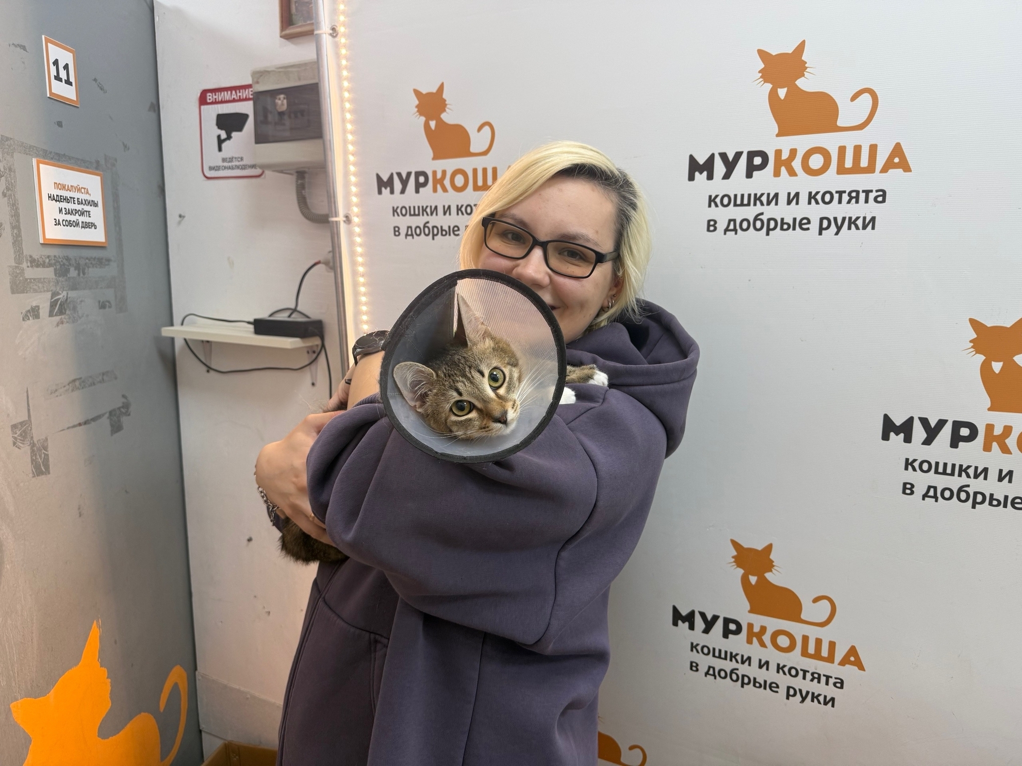 8 kittens have gone home in the last two weeks! - Series Found a home, My, Moscow, Good league, cat, In good hands, Murkosh shelter, Kittens, Paws, Cat lovers, Kindness, Pets, Short videos, Vertical video, Found a home, The photo, Helping animals, Events, Happiness, Miracle, I share my joy, Video, Longpost