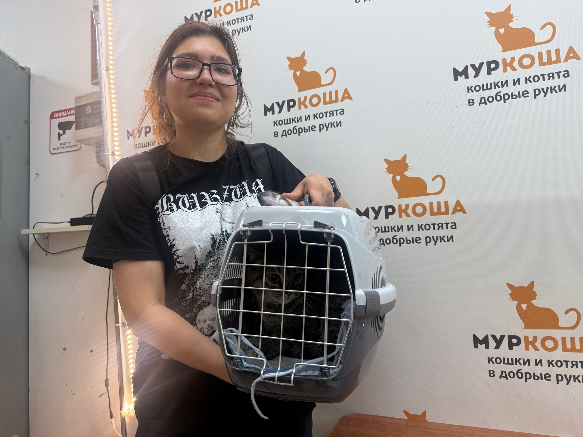 8 kittens have gone home in the last two weeks! - Series Found a home, My, Moscow, Good league, cat, In good hands, Murkosh shelter, Kittens, Paws, Cat lovers, Kindness, Pets, Short videos, Vertical video, Found a home, The photo, Helping animals, Events, Happiness, Miracle, I share my joy, Video, Longpost