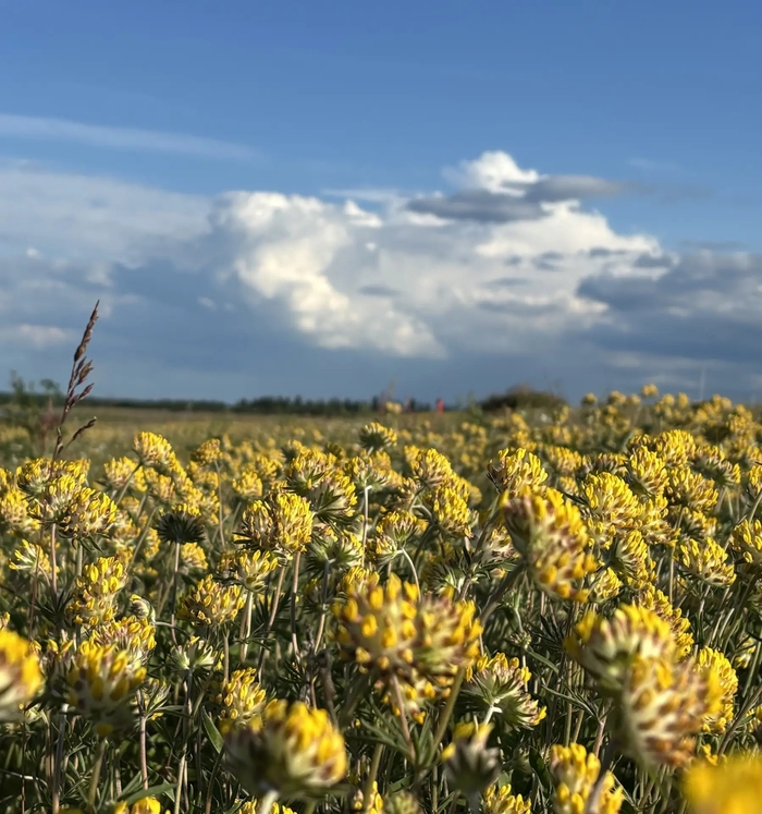 �������� ������������ (���. Anthyllis vulneraria), ����� ��������� ��� ������ ������ ��� �������, �������� ����������� ����������� ���������.