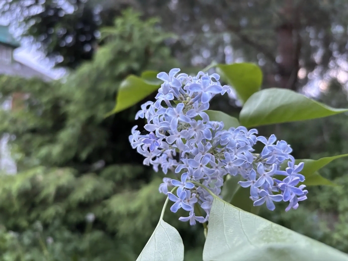  ������ ������������ (Syringa vulgaris).
