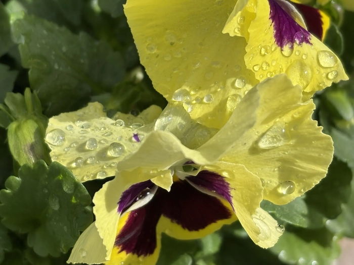 ������� ������ (Viola tricolor)