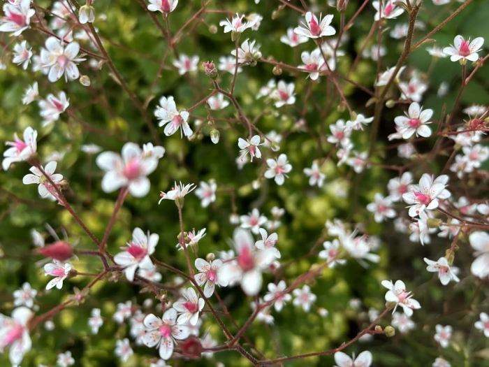 ���������� ������� (Saxifraga umbrosa)