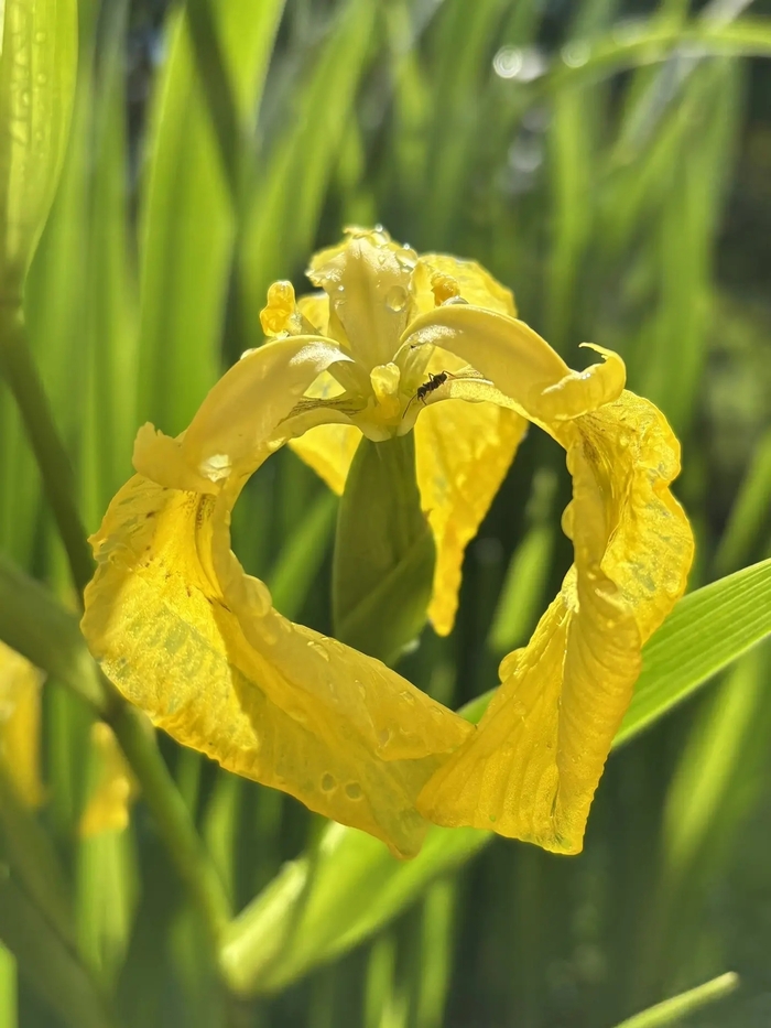 ���� ������������ (Iris pseudacorus), ����� ��������� ��� �������� ��� ������ ����