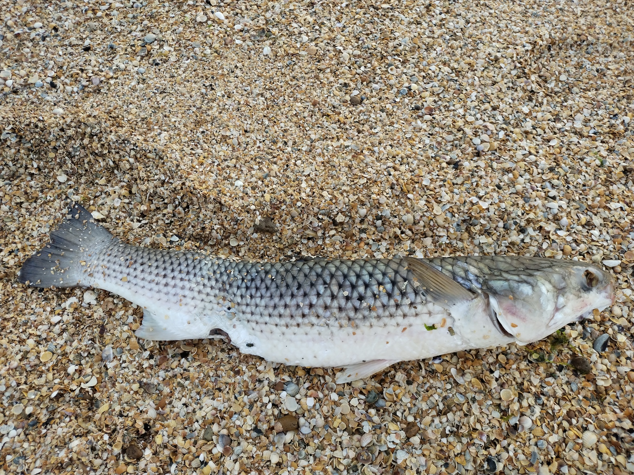 Sea of ??Azov. Dolzhanskaya. Huge carcasses of dead mullet on the shore. - My, A fish, Pelengas, Dead body, Carrion, Azov sea, Dolzhanskaya