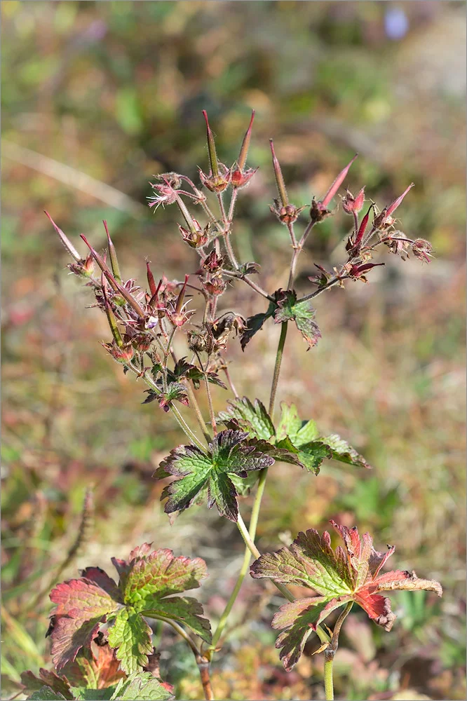Forest geranium! - Series Herbaceous plants, My, Plants, Botany, Entertaining botany, Geranium, Botanical Museum, Botanical Museum of the Botanical Institute of the Russian Academy of Sciences, Longpost