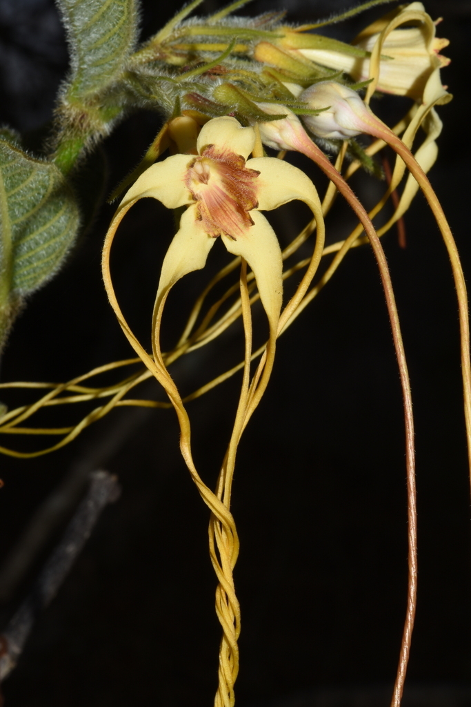 Длинные перекрученные между собой лепестки Strophanthus kombe. Фото с сайта <!--noindex--><a href="https://pikabu.ru/story/yadovityie_strofant_14115413?u=http%3A%2F%2Finaturalist.org&t=inaturalist.org&h=36da29dc9fa38f53878b53b1ea8a2c5941d0e9cc" title="http://inaturalist.org" target="_blank" rel="nofollow noopener">inaturalist.org</a><!--/noindex-->.