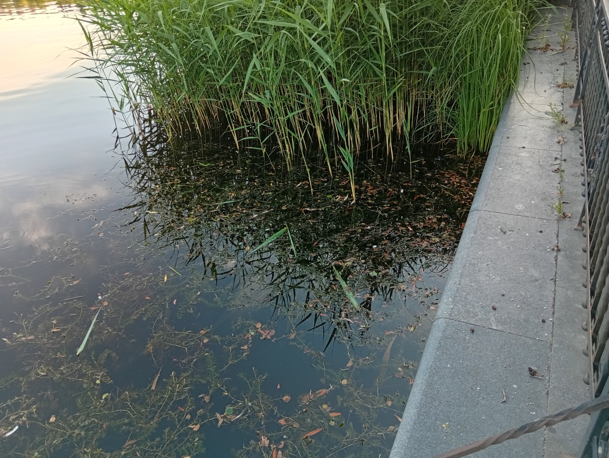 I don't know for sure yet, but it seems to work! - My, Kaliningrad region, Svetlogorsk, Lake, Good league, Nature, Hedgehog, Longpost, Water, Relaxation, The nature of Russia, A fish, White cupid, Silver carp, Amber Land, Baltic Sea, Series Save the Lake, Stocking