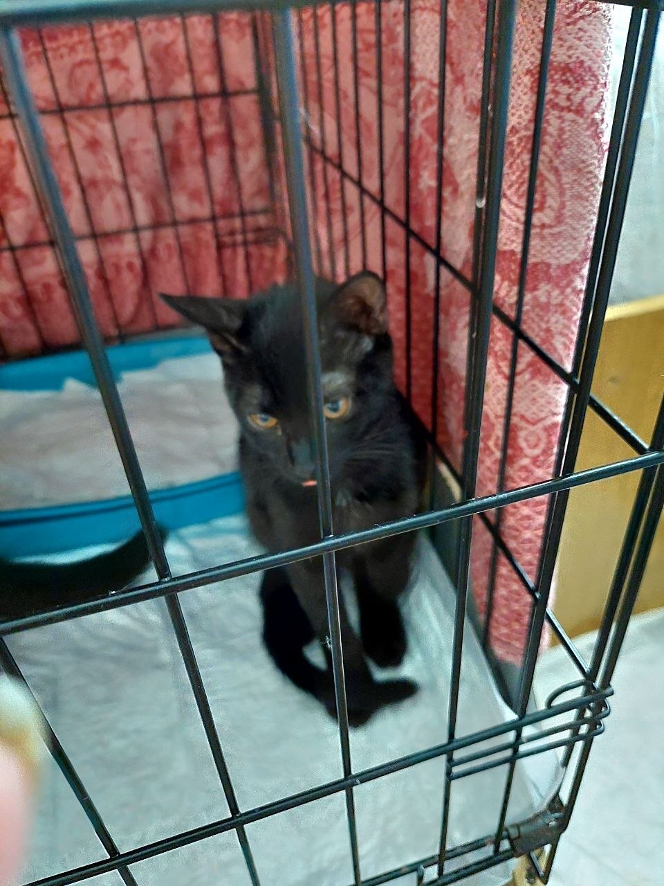 Black female kittens, rescued from the street. Mom is a Siamese. Dad is a hot brunette who doesn't pay child support. Moscow. - Series I help my grandmother find a home for the cats she saved, My, cat, In good hands, Helping animals, Homeless animals, Cat lovers, Kittens, Milota