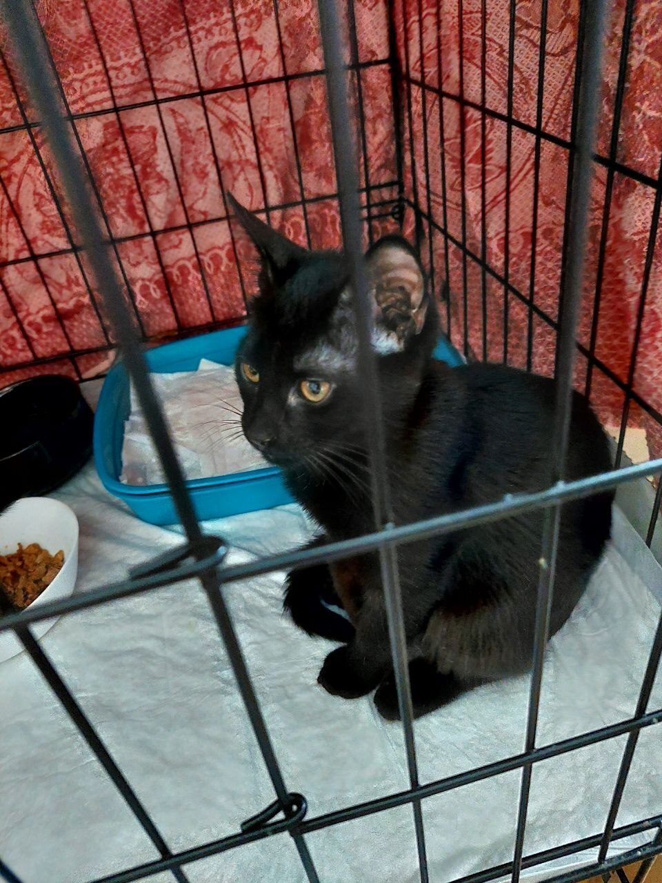 Black female kittens, rescued from the street. Mom is a Siamese. Dad is a hot brunette who doesn't pay child support. Moscow. - Series I help my grandmother find a home for the cats she saved, My, cat, In good hands, Helping animals, Homeless animals, Cat lovers, Kittens, Milota