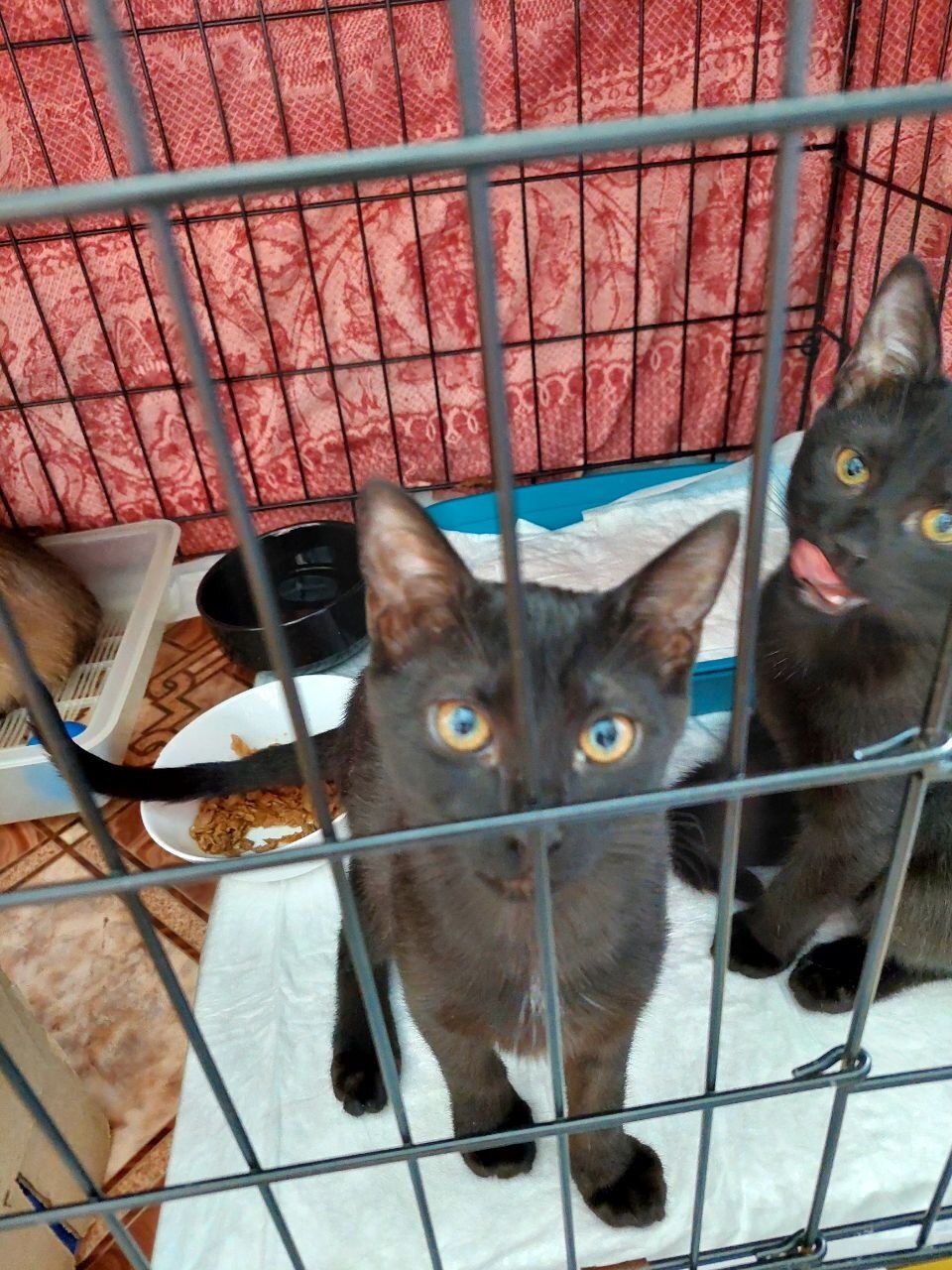 Black female kittens, rescued from the street. Mom is a Siamese. Dad is a hot brunette who doesn't pay child support. Moscow. - Series I help my grandmother find a home for the cats she saved, My, cat, In good hands, Helping animals, Homeless animals, Cat lovers, Kittens, Milota