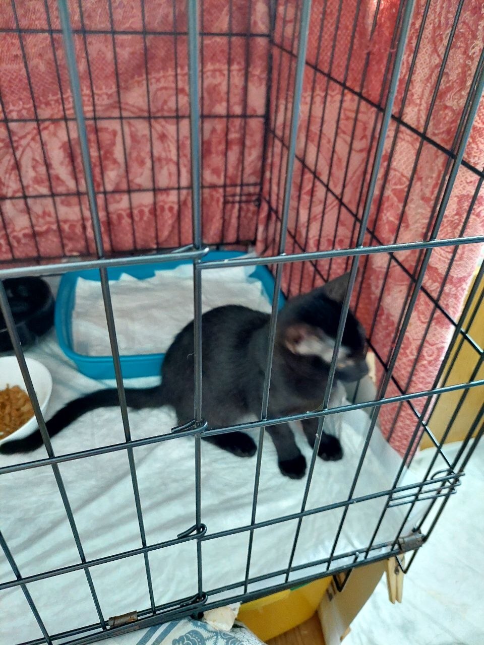 Black female kittens, rescued from the street. Mom is a Siamese. Dad is a hot brunette who doesn't pay child support. Moscow. - Series I help my grandmother find a home for the cats she saved, My, cat, In good hands, Helping animals, Homeless animals, Cat lovers, Kittens, Milota
