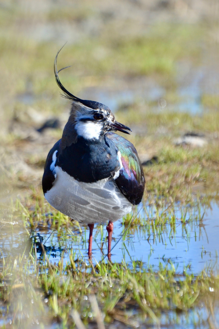 ����� (Vanellus vanellus)