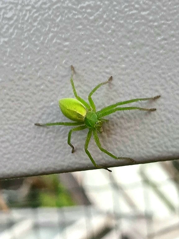 Микромата зеленоватая (Micrommata virescens), представитель семейства пауков-охотников в России.