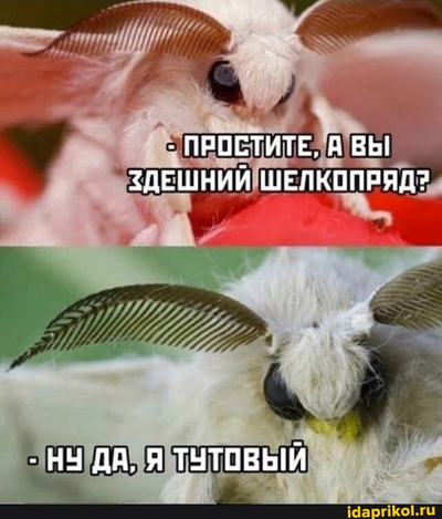Иллюстрация к комментарию