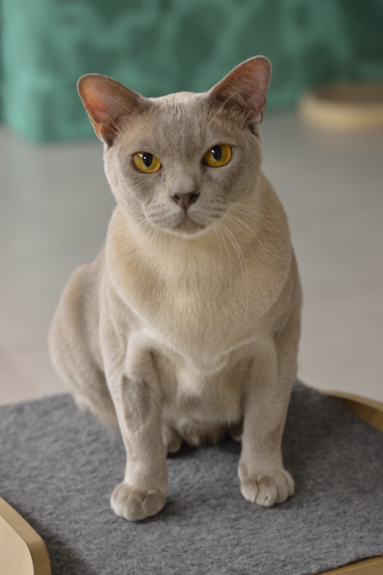 Show cats - My, cat, Cat Show, Scottish lop-eared, Maine Coon, Ragdoll, Abyssinian cat, Bengal cat, Longpost