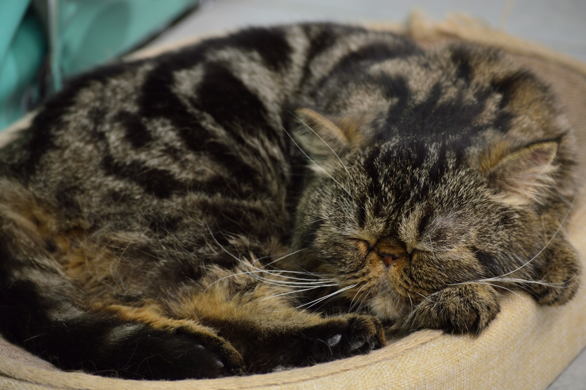Show cats - My, cat, Cat Show, Scottish lop-eared, Maine Coon, Ragdoll, Abyssinian cat, Bengal cat, Longpost