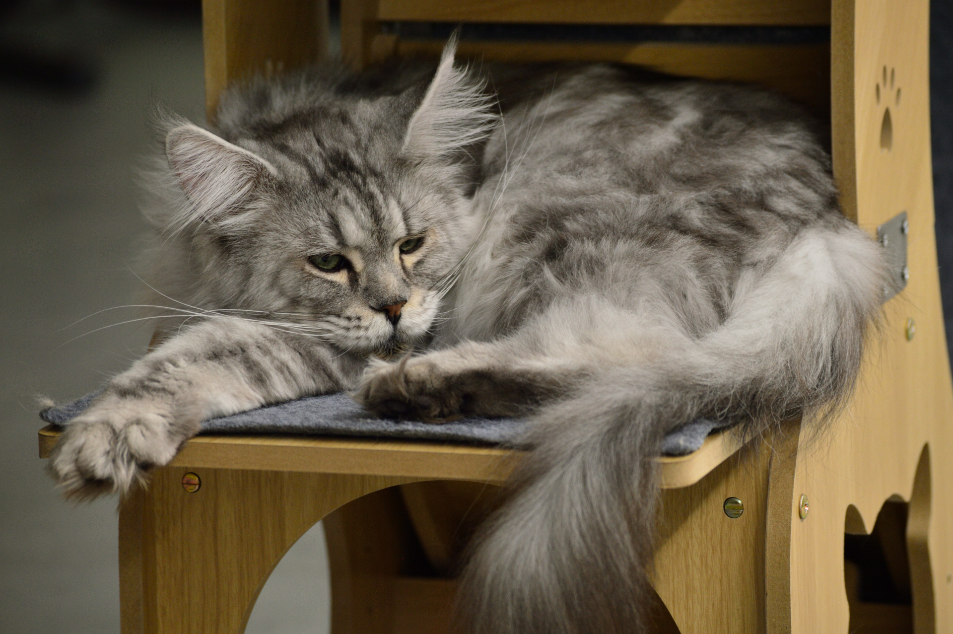 Show cats - My, cat, Cat Show, Scottish lop-eared, Maine Coon, Ragdoll, Abyssinian cat, Bengal cat, Longpost