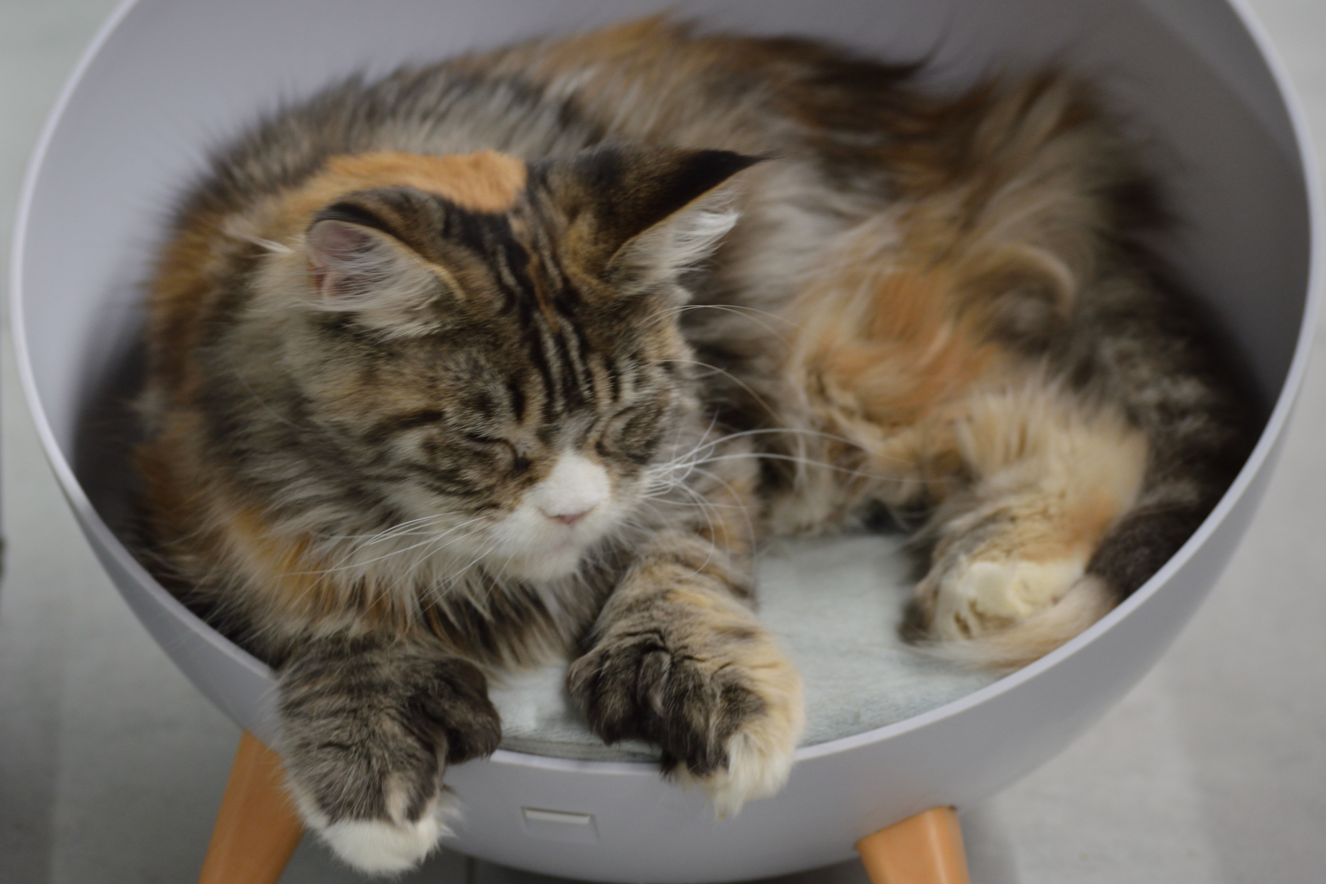 Show cats - My, cat, Cat Show, Scottish lop-eared, Maine Coon, Ragdoll, Abyssinian cat, Bengal cat, Longpost
