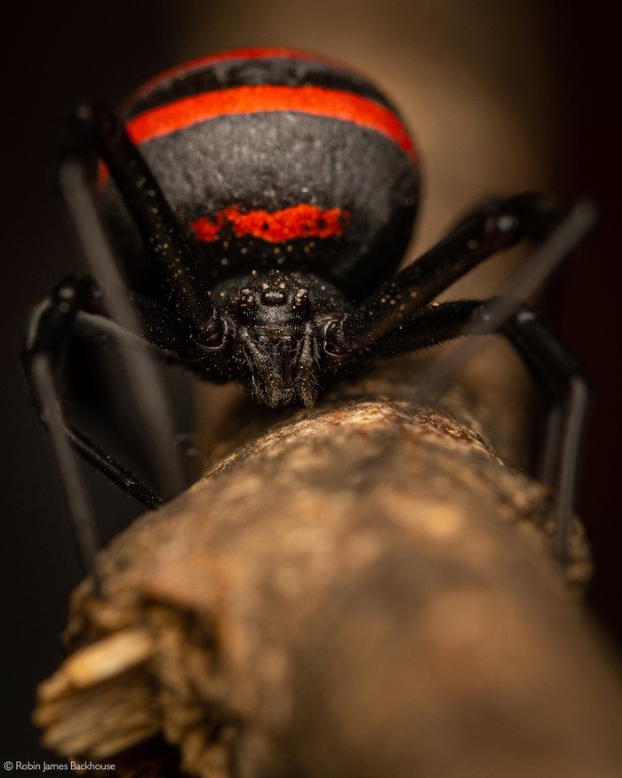 Чёрная вдова Latrodectus renivulvatus