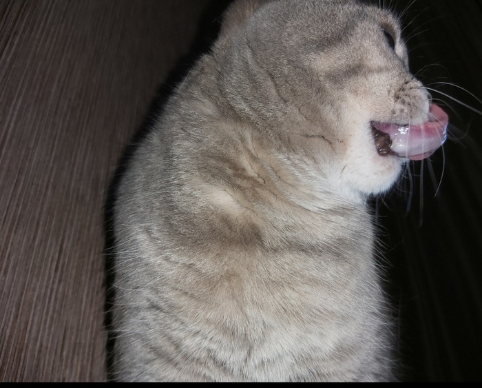 Котоящер...