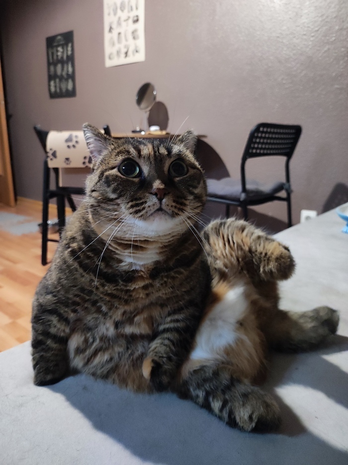 Стройнение кошечки провалено