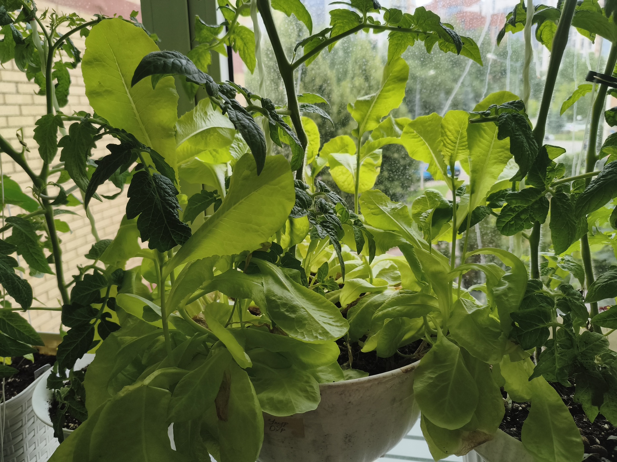 My green zen and purring caretaker - My, Hot peppers, Zen, Garden, Amazing, Balcony, Vegetable garden on the windowsill, Habanero, cat, Chilli, Longpost