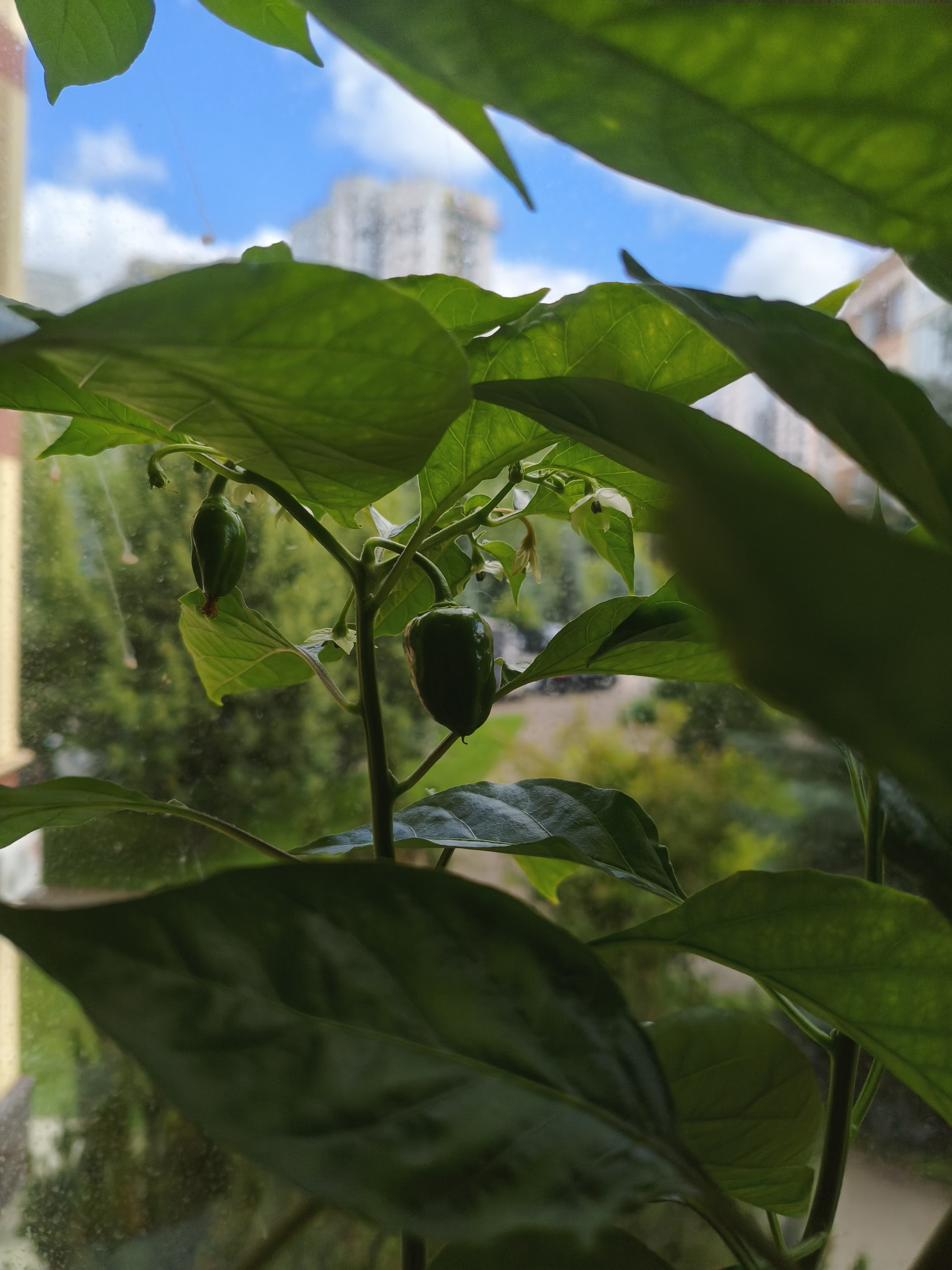 My green zen and purring caretaker - My, Hot peppers, Zen, Garden, Amazing, Balcony, Vegetable garden on the windowsill, Habanero, cat, Chilli, Longpost