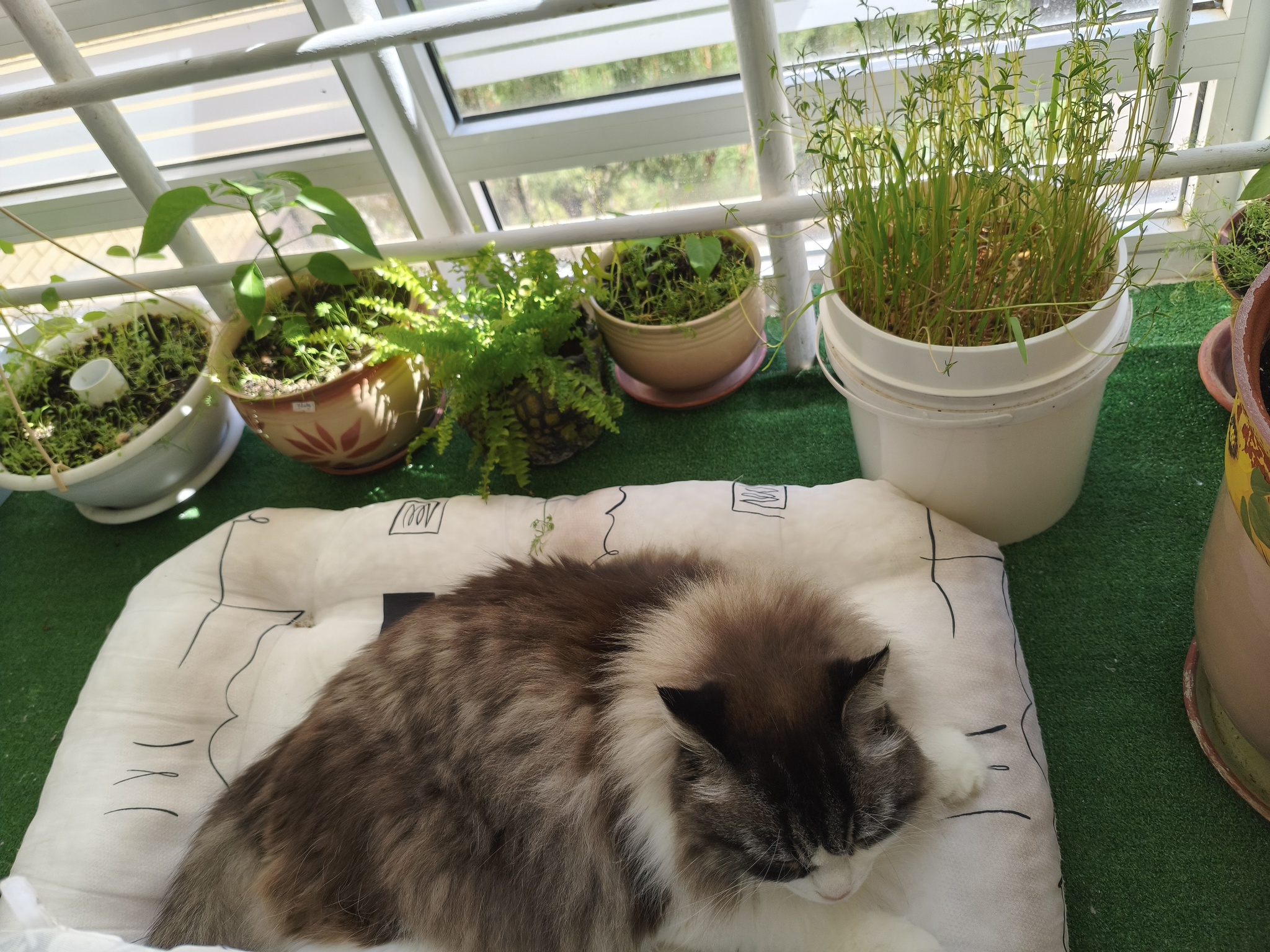 My green zen and purring caretaker - My, Hot peppers, Zen, Garden, Amazing, Balcony, Vegetable garden on the windowsill, Habanero, cat, Chilli, Longpost