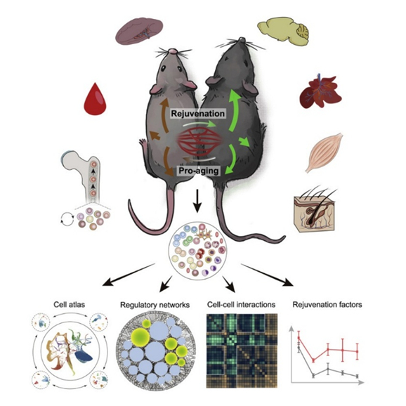 <a href="https://pikabu.ru/story/pochemu_myi_umiraem_5_14121559?u=https%3A%2F%2Fwww.cell.com%2Fcell-stem-cell%2Ffulltext%2FS1934-5909%252822%252900170-9&t=%D0%9F%D0%B0%D1%80%D0%B0%D0%B1%D0%B8%D0%BE%D0%B7%20%D0%B8%20%D0%B5%D0%B3%D0%BE%20%D1%81%D0%BB%D0%B5%D0%B4%D1%81%D1%82%D0%B2%D0%B8%D1%8F&h=e95ec47a78fdb3fa16b0c39bba009b819a98cc42" title="https://www.cell.com/cell-stem-cell/fulltext/S1934-5909%2822%2900170-9" target="_blank" rel="nofollow noopener">Парабиоз и его следствия</a>