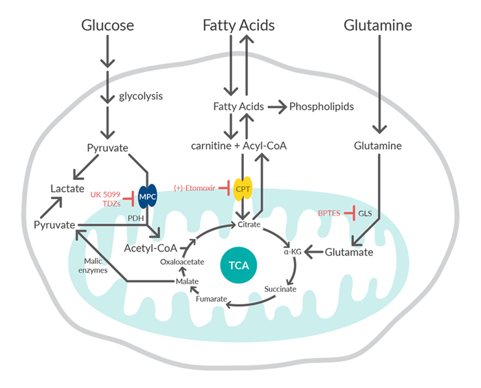 <a href="https://pikabu.ru/story/pochemu_myi_umiraem_5_14121559?u=https%3A%2F%2Fwww.caymanchem.com%2Fnews%2Fmanipulating-mitochondrial-fuel-pathways%3Fsrsltid%3DAfmBOoqCQTMpNa7CXvxkbM68WI5SznFNb9vhRp8d_C07ZZGONEilNudz&t=%D0%A6%D0%B8%D0%BA%D0%BB%20%D0%BE%D0%BA%D0%B8%D1%81%D0%BB%D0%B5%D0%BD%D0%B8%D1%8F%20%D0%B2%20%D0%BC%D0%B8%D1%82%D0%BE%D1%85%D0%BE%D0%BD%D0%B4%D1%80%D0%B8%D0%B8&h=4d4f4e0ed1956e3614ae7f57d5bc2f52f471bd22" title="https://www.caymanchem.com/news/manipulating-mitochondrial-fuel-pathways?srsltid=AfmBOoqCQTMpNa7CXvx..." target="_blank" rel="nofollow noopener">Цикл окисления в митохондрии</a>