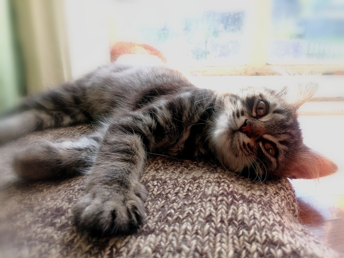 Ищу дом котенку