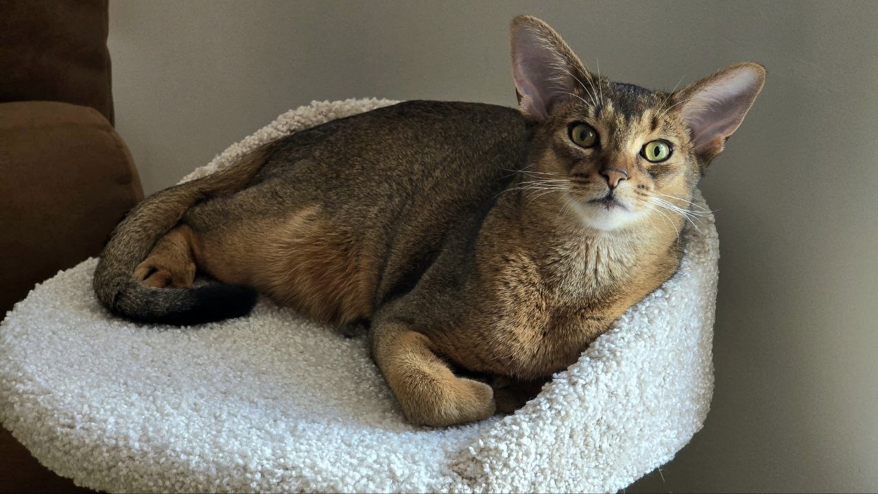 If Rubens were alive, he would paint me from life. - Series Cat Altyn from Perm, My, Fat cats, Rubens, Abyssinian cat, cat, Neural network art, Permian