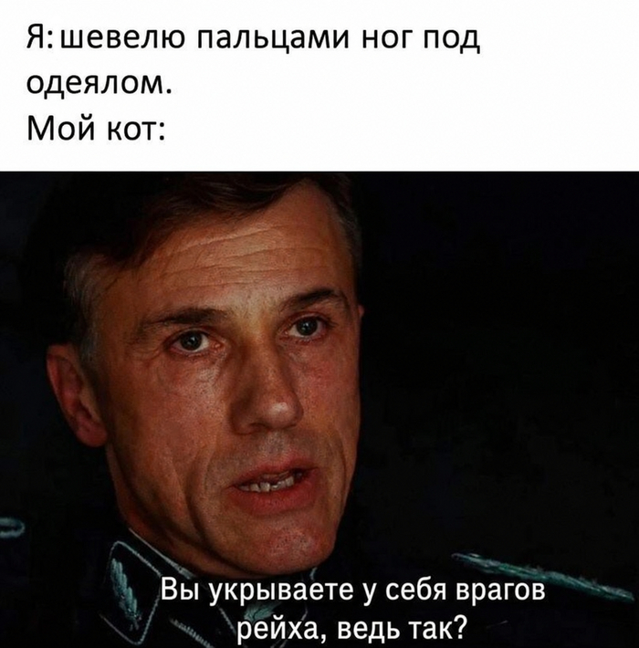 Кот