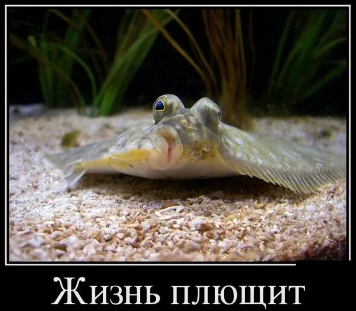 ЖЗН