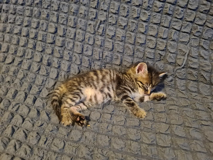 Збс. лучше чем в приюте в клетке