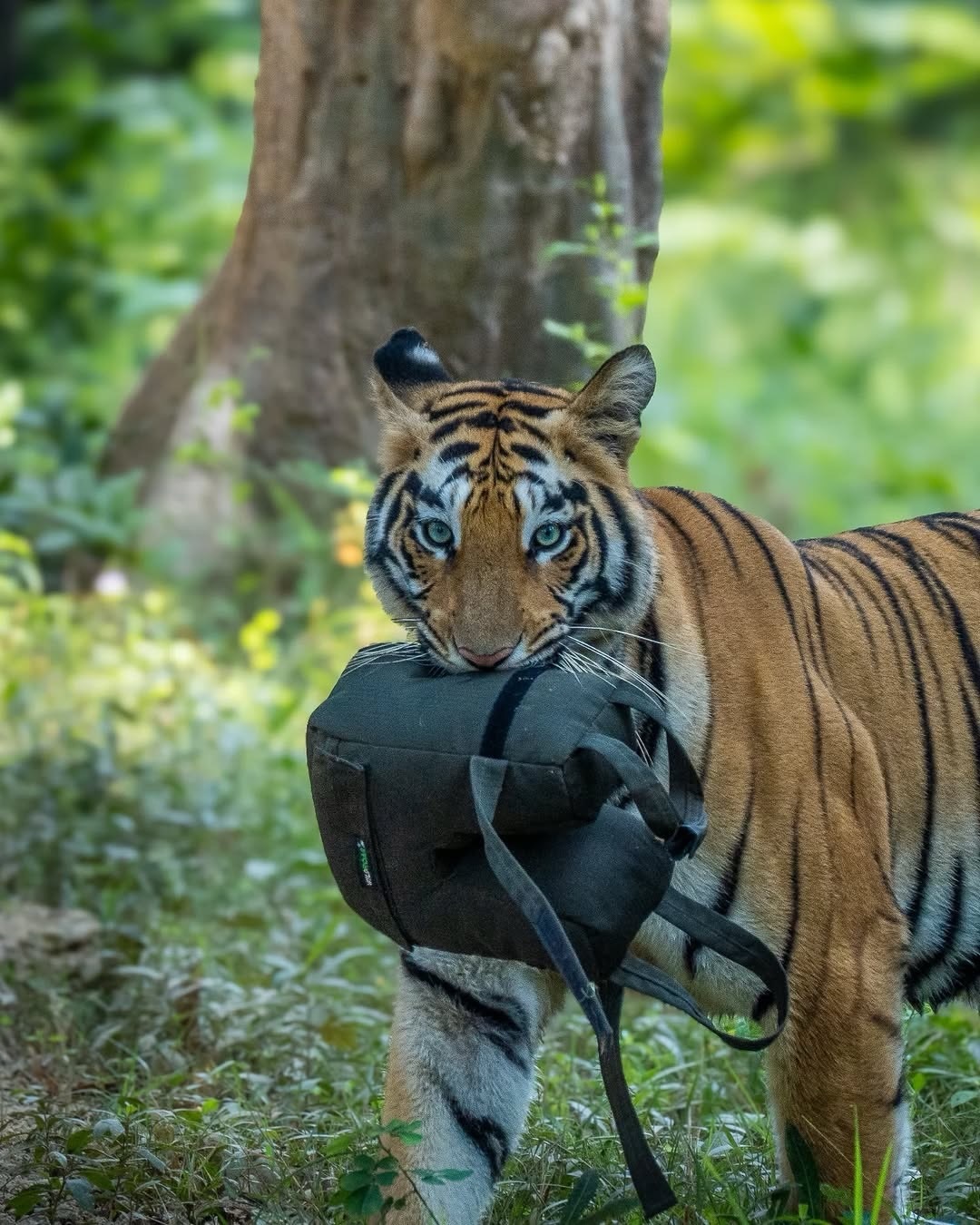 Left over from the previous photographer - Series Tigers, Bengal tiger, Tiger, Big cats, Cat family, Predatory animals, Wild animals, wildlife, National park, India, The photo