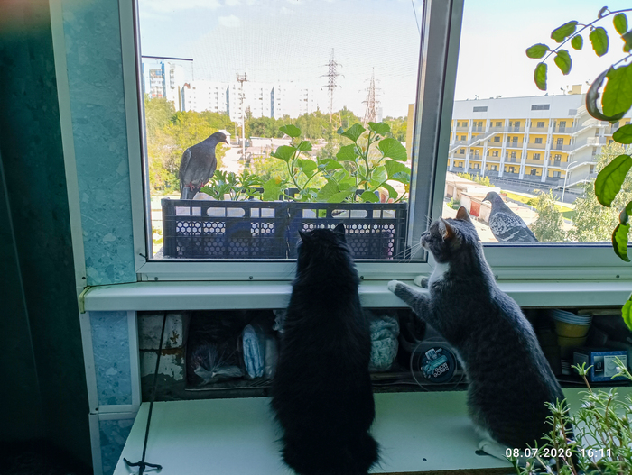 Мохнатая киска и ее друзья
