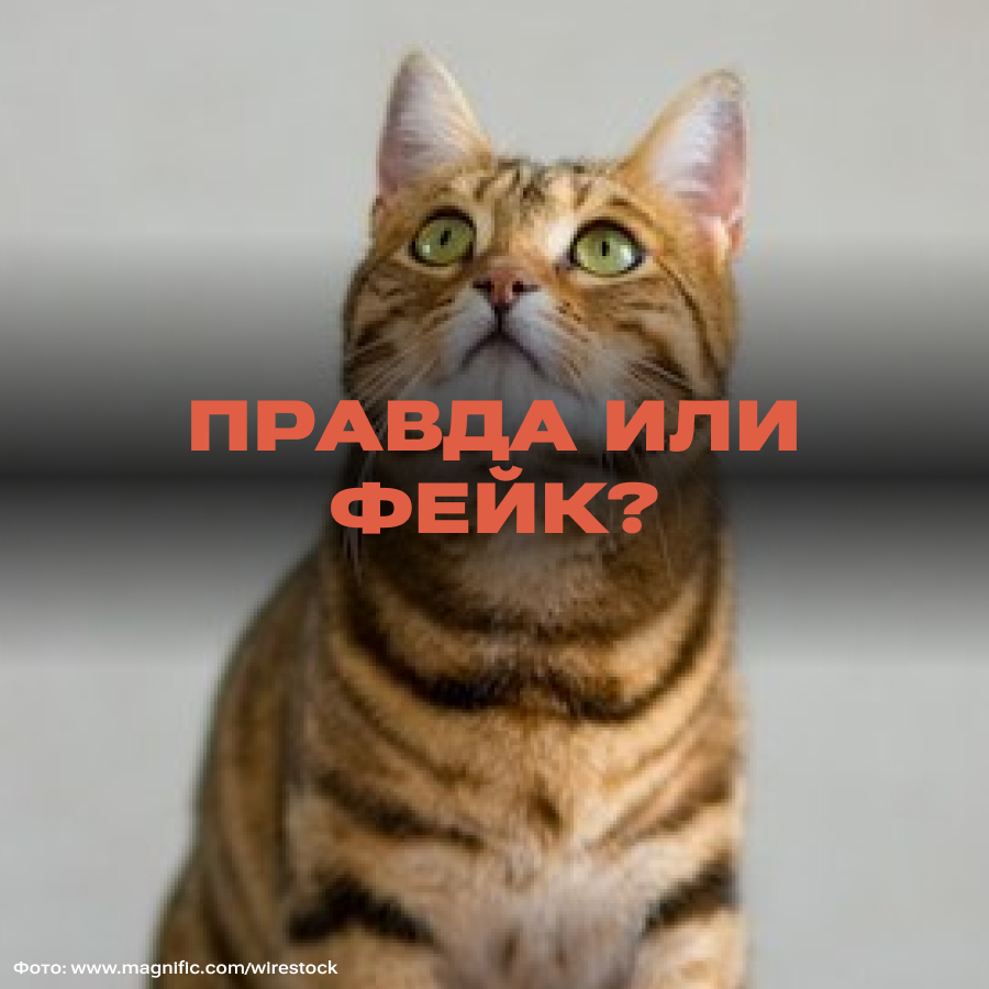 Is it true that a healthy cat should have exactly 24 whiskers? - Fake news, cat, Pets, Усы, Longpost
